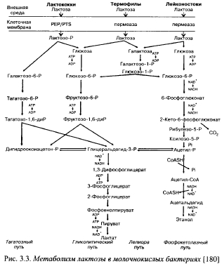 Метаболизм лактозы (часть 1)